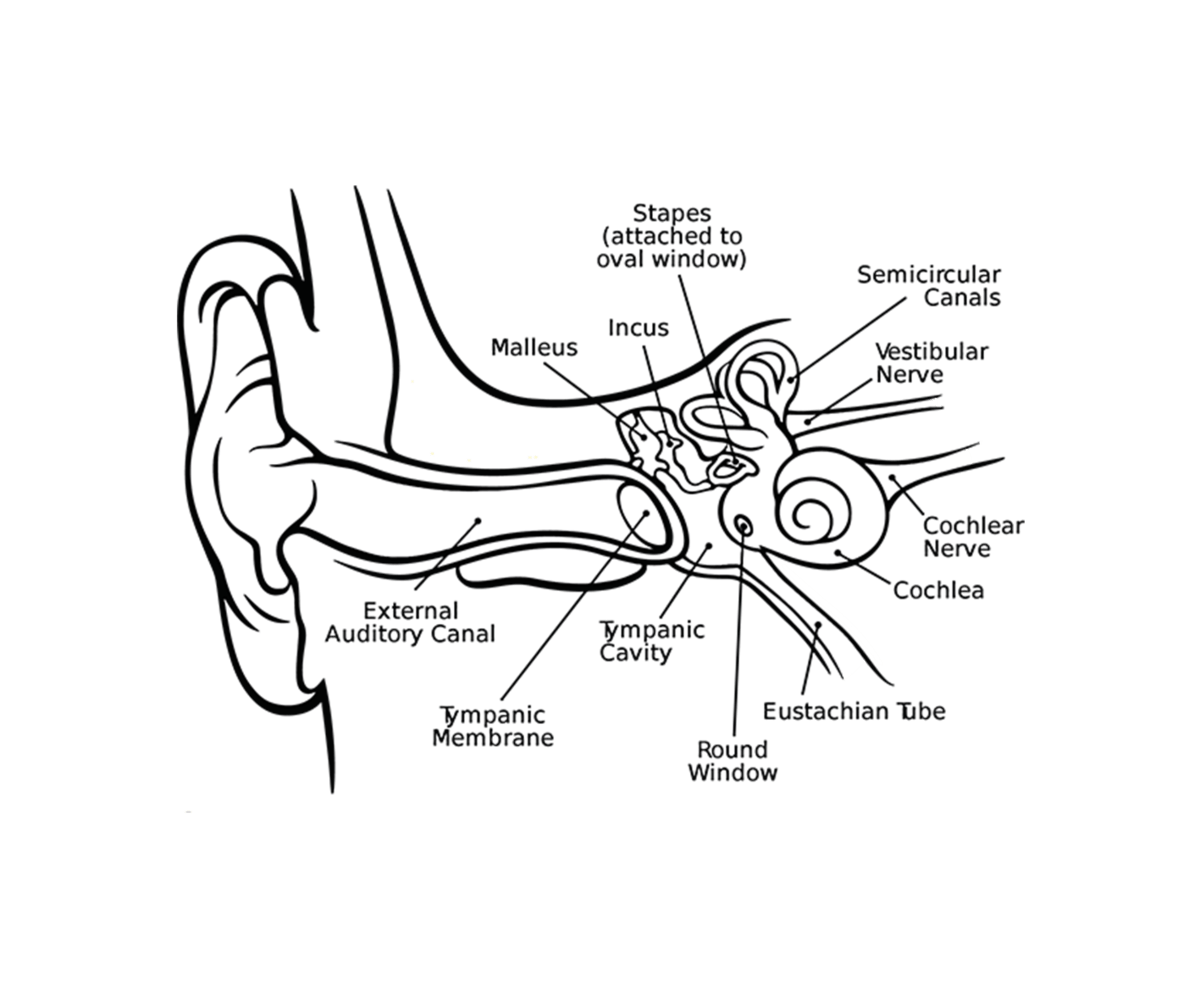 The best free Ear drawing images. Download from 545 free drawings of