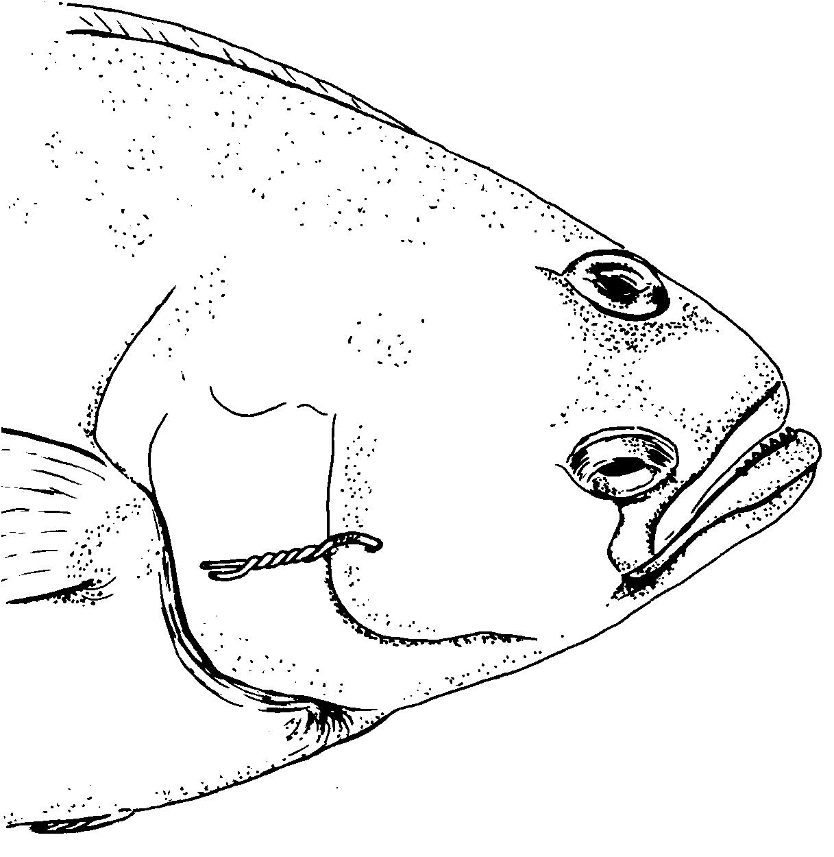Halibut Drawing at GetDrawings Free download