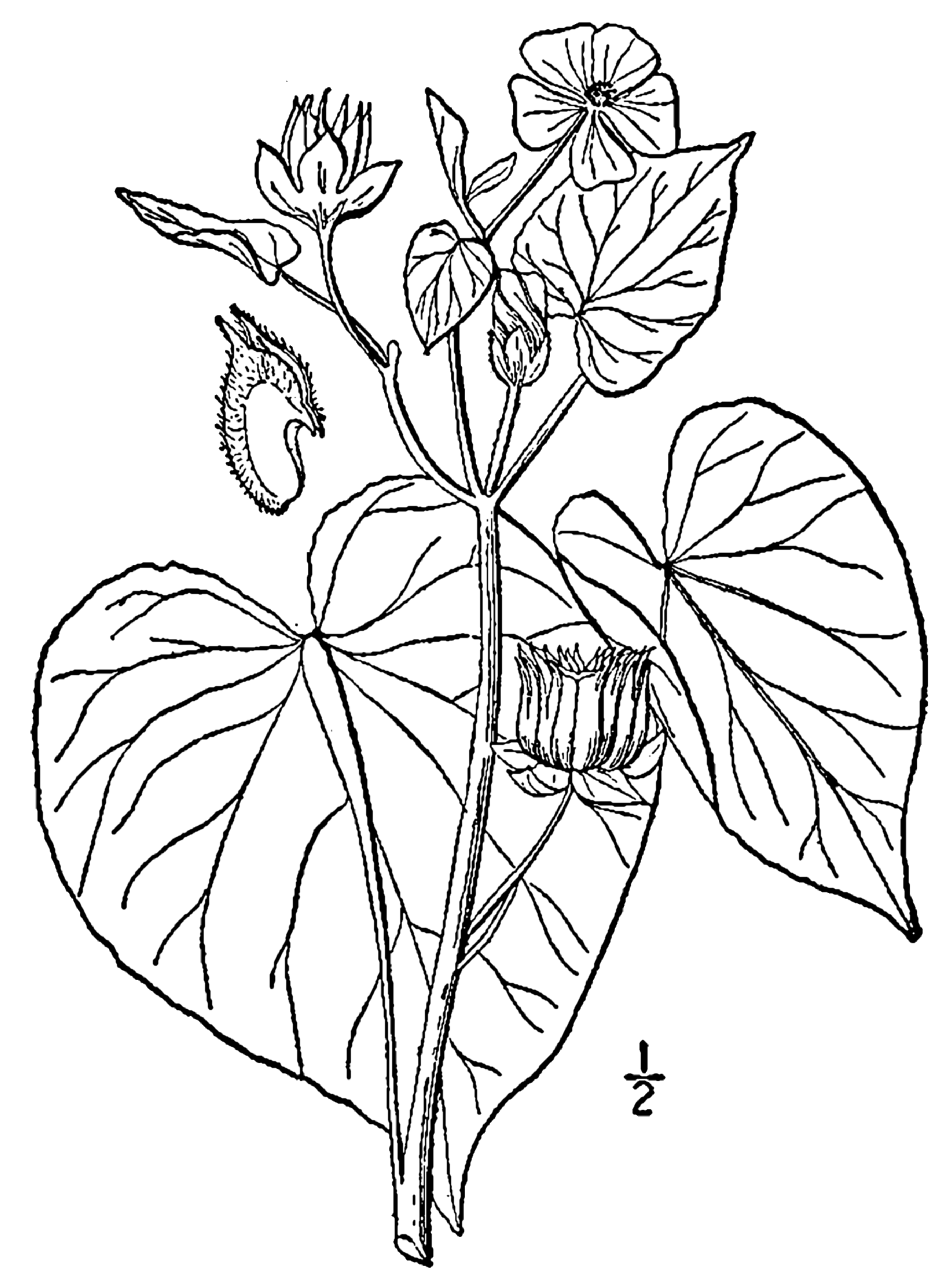 Jute Drawing at GetDrawings Free download