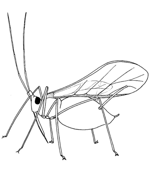 The best free Locust drawing images. Download from 49 free drawings of Locust at GetDrawings
