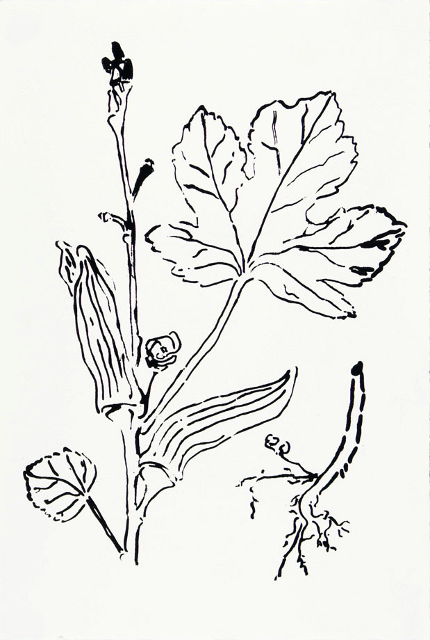 Okra Drawing at GetDrawings Free download
