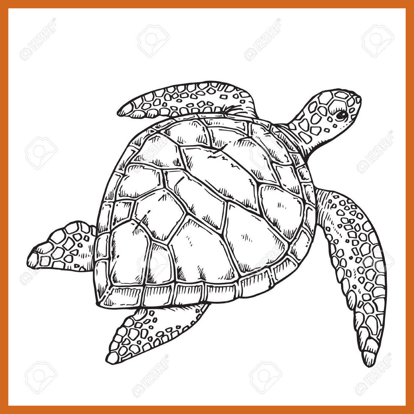 Tippy The Turtle Drawing Test at GetDrawings Free download