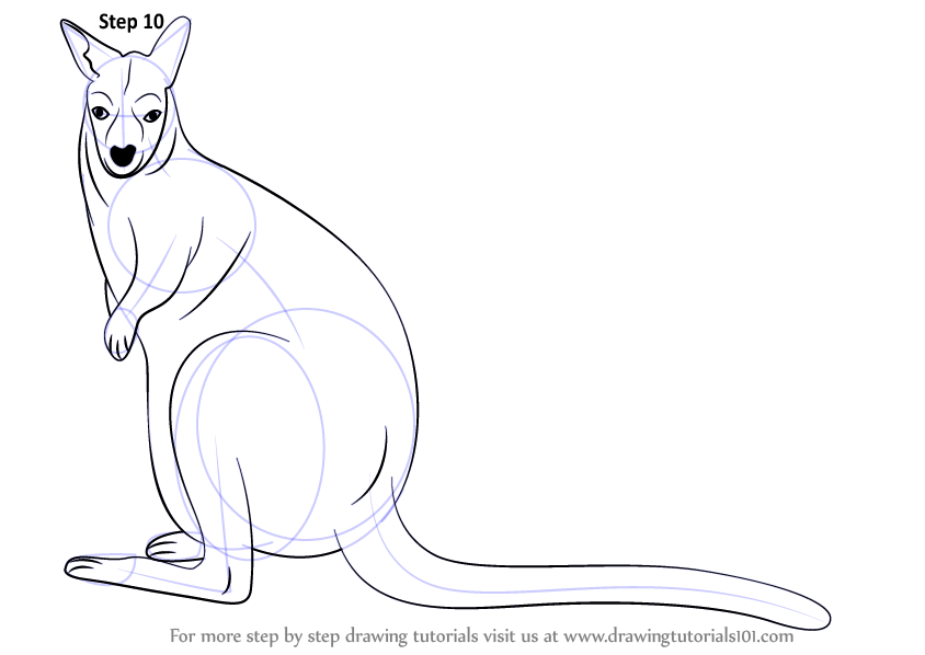 Wallaby Drawing at GetDrawings Free download