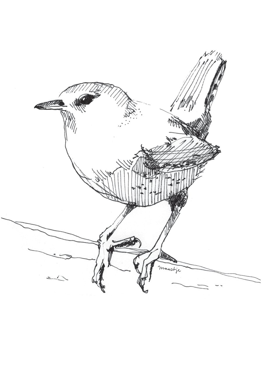 Wren Drawing at GetDrawings Free download