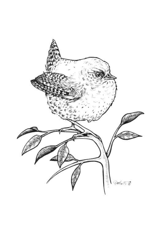 Wren Drawing at GetDrawings Free download
