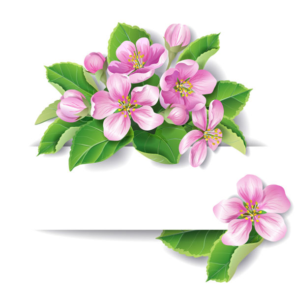 Apple Blossom Vector at GetDrawings Free download