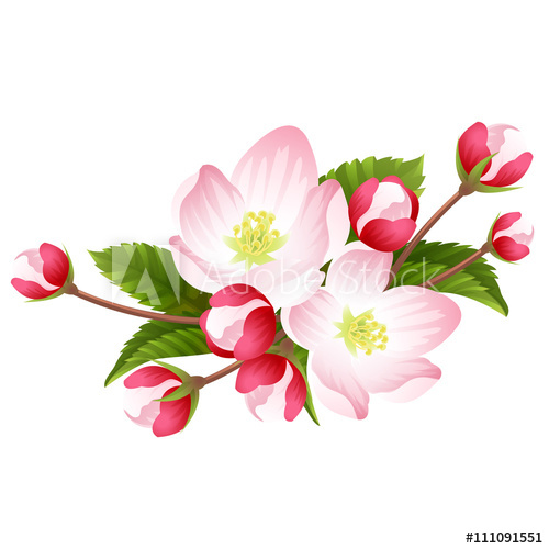 Apple Blossom Vector at GetDrawings Free download