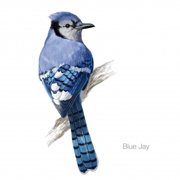 Blue Jay Vector at GetDrawings Free download
