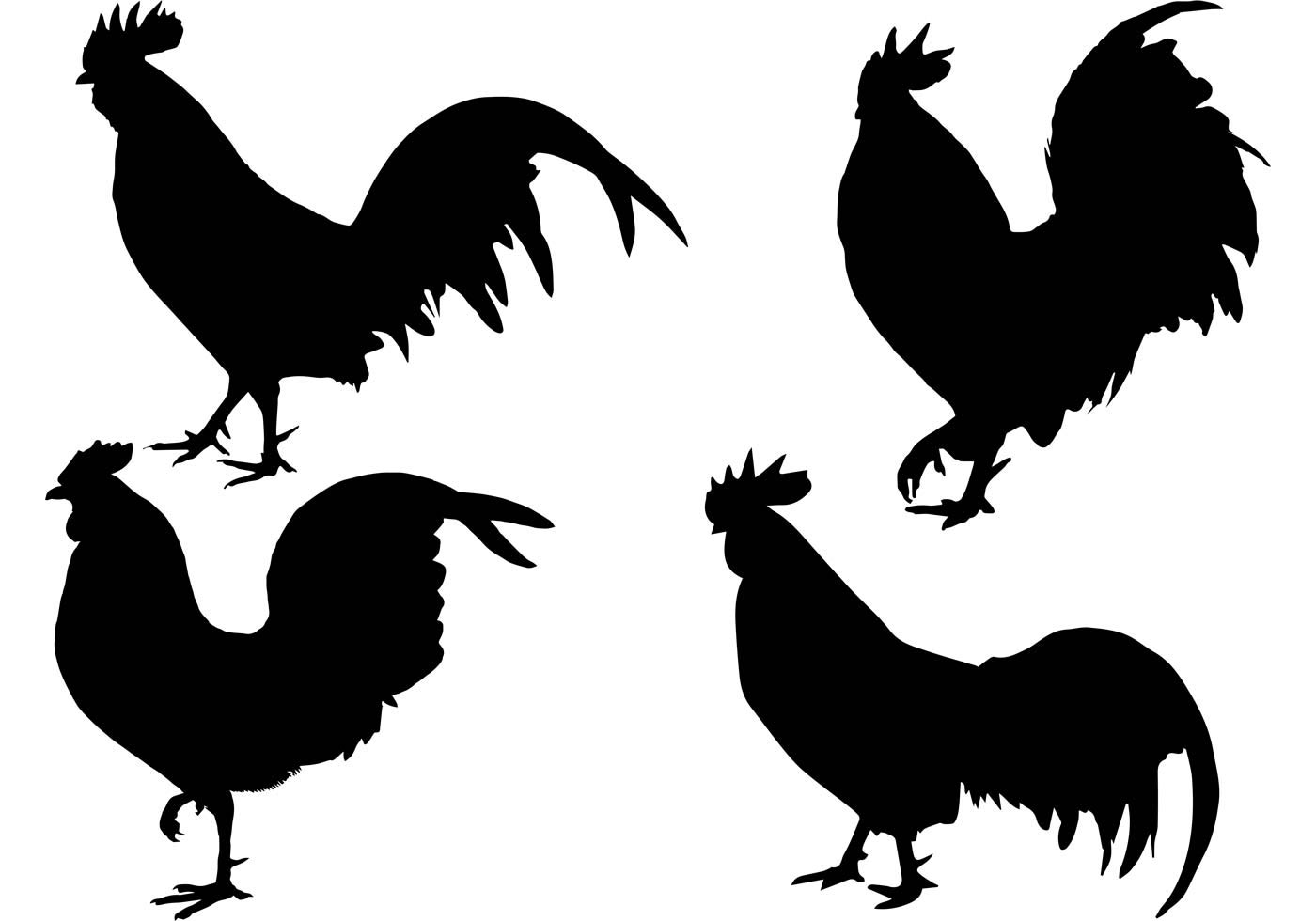 Fighting Rooster Vector at GetDrawings Free download