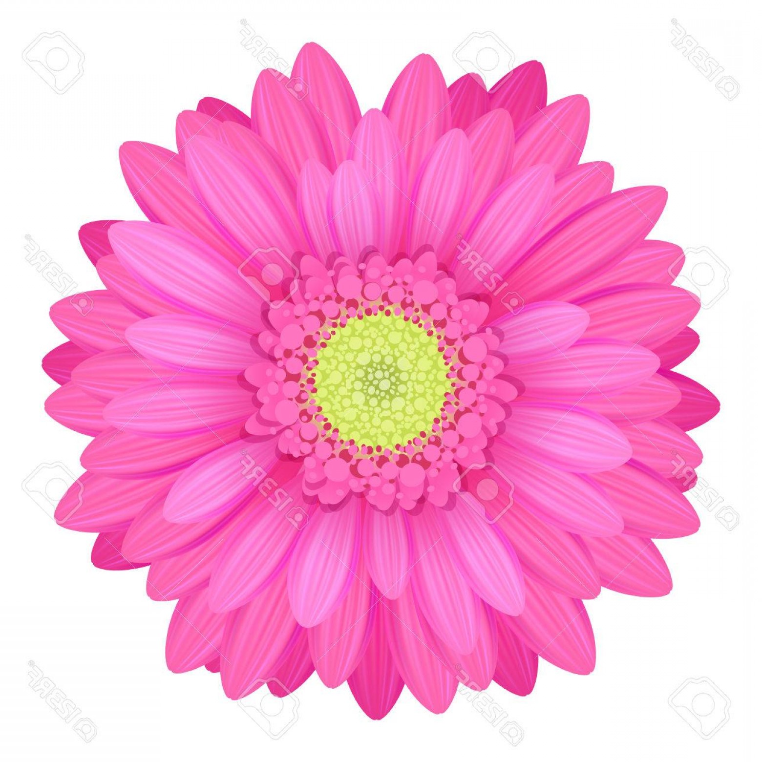 Gerber Daisy Vector at GetDrawings Free download