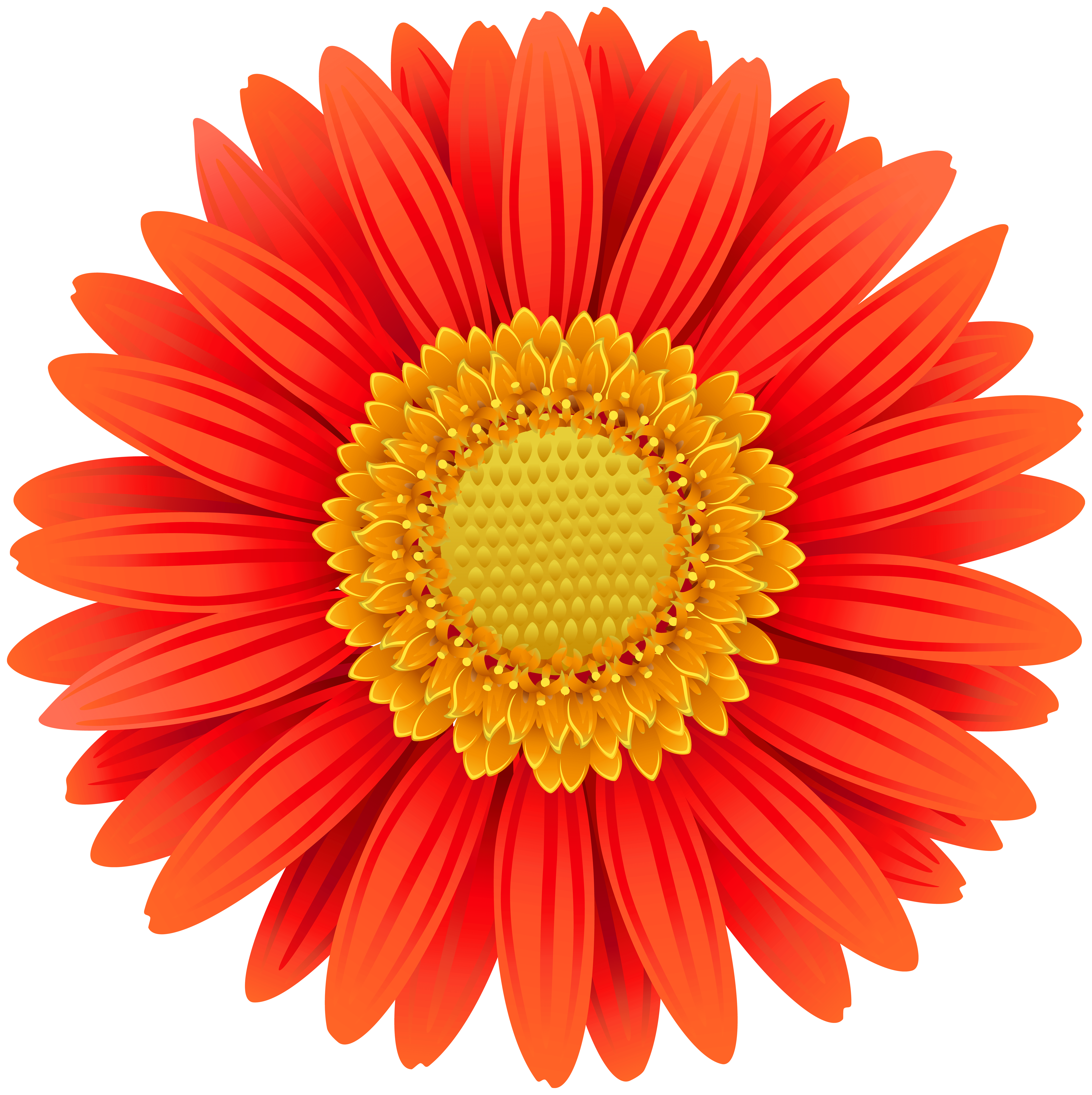 Gerber Daisy Vector at GetDrawings Free download