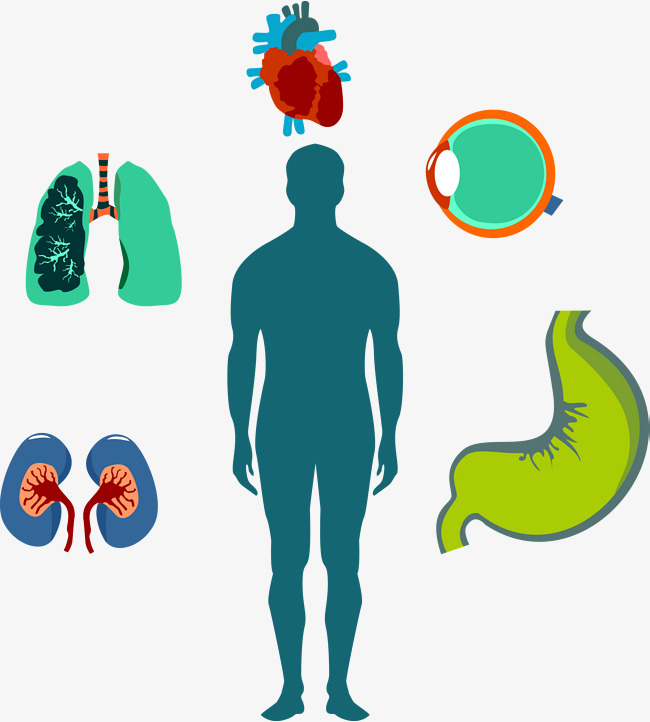 Human Body Vector at GetDrawings Free download