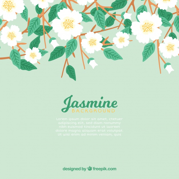 Jasmine Flower Vector at GetDrawings Free download