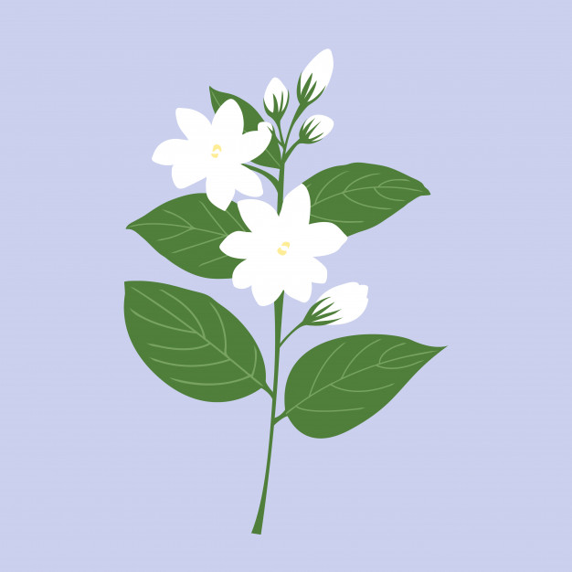 Jasmine Flower Vector at GetDrawings Free download
