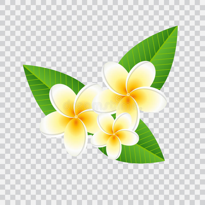 Plumeria Vector at GetDrawings Free download