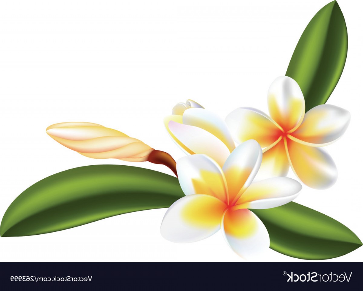 Plumeria Vector at GetDrawings Free download