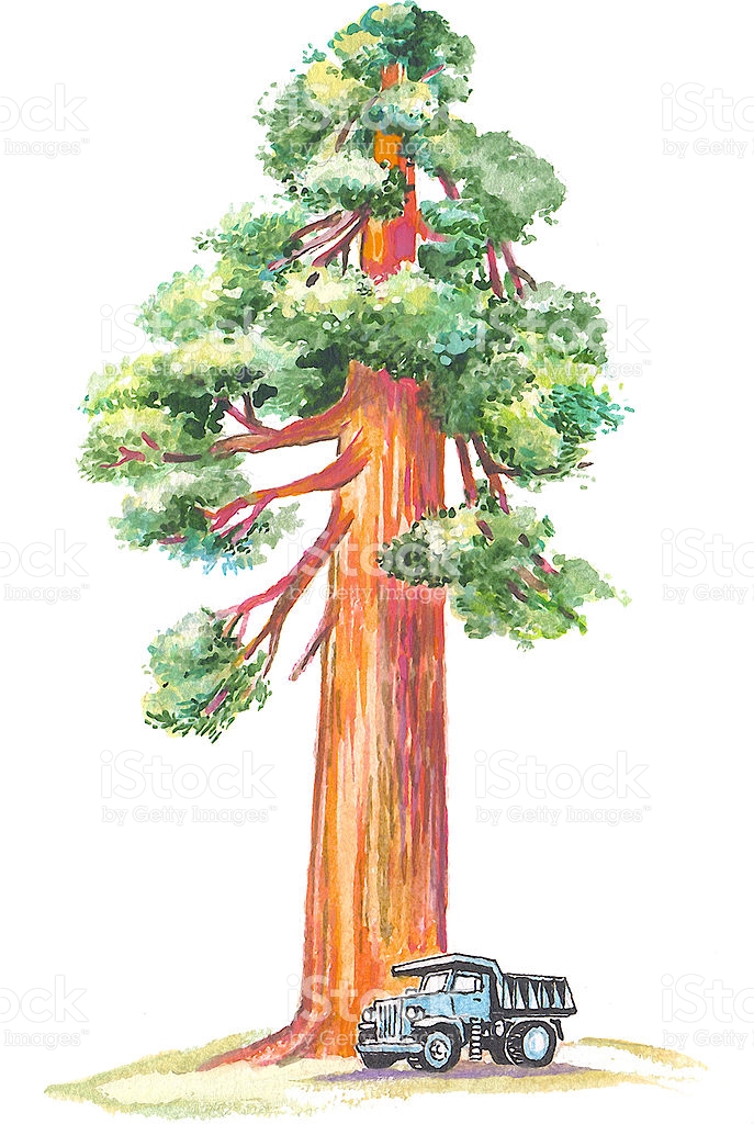 Redwood Tree Vector at GetDrawings Free download
