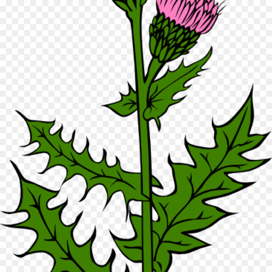 Scottish Thistle Vector at GetDrawings Free download