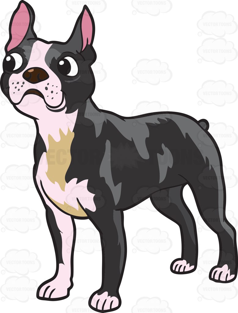 Vector Boston Terrier at GetDrawings Free download