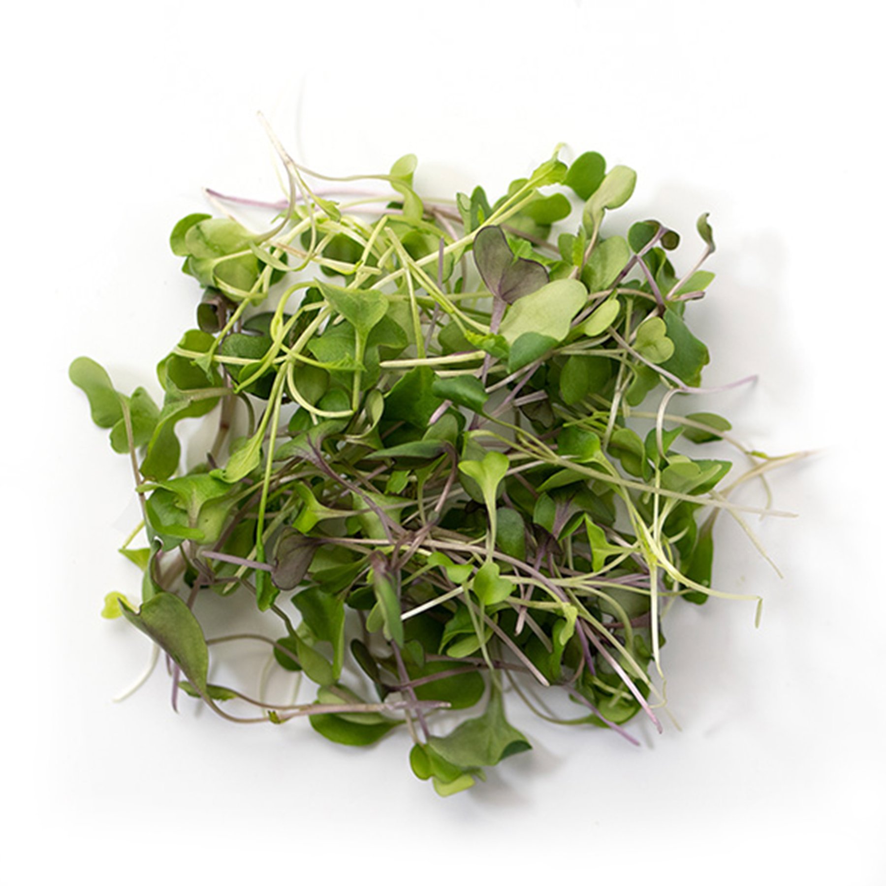 Basic Salad Mix (Non Get Fascinated Microgreens