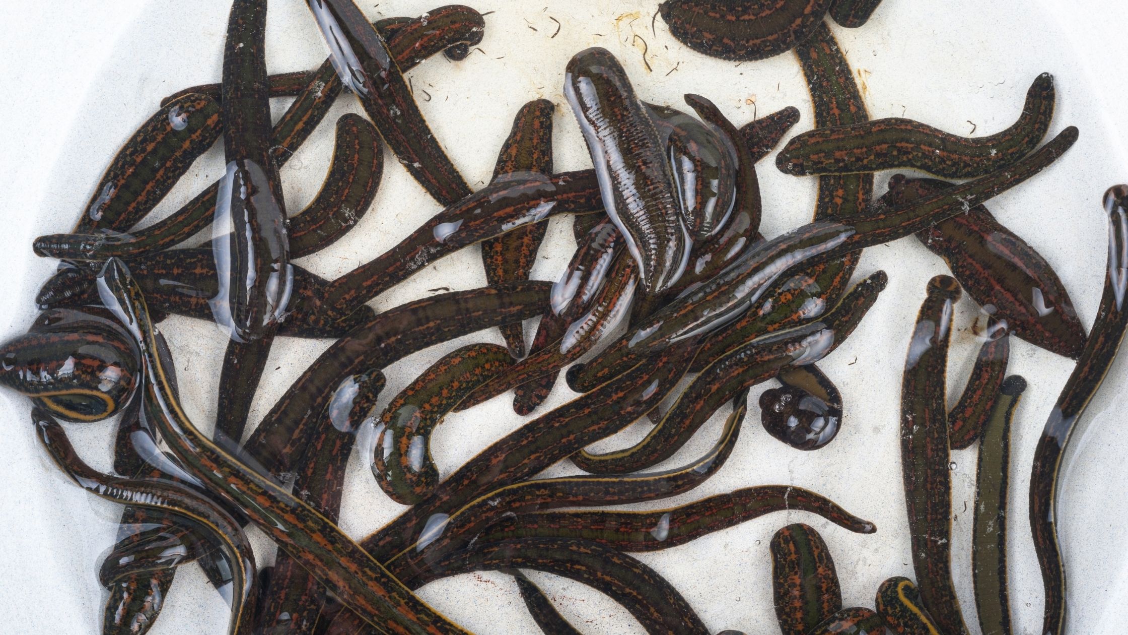 Types of Fishing Bait