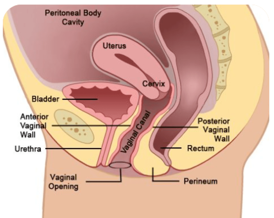 CSection Explained In More Detail for the Fitness & Wellness