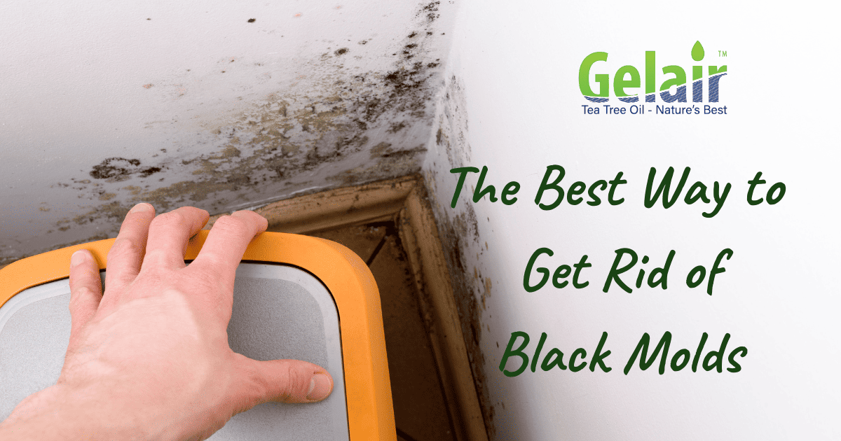 The Best Way to Get Rid of Black Mold The Easy Way With Gelair