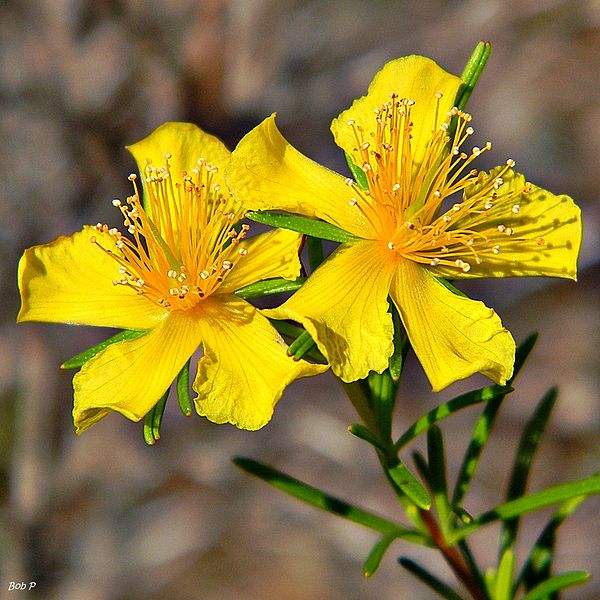 St. John's Wort, depression, and the risk of Serotonin Syndrome. Get