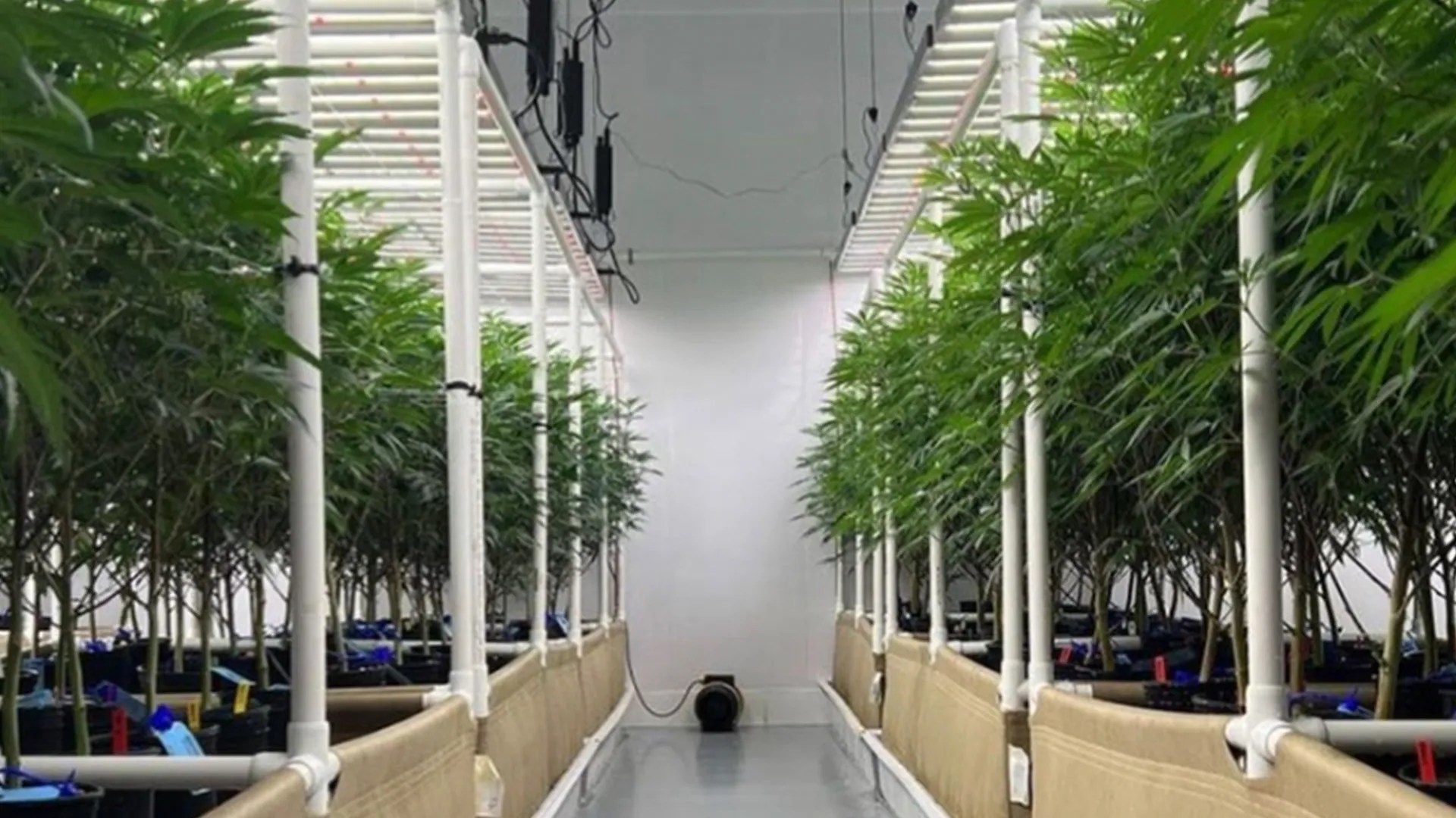 Living Soil HIGHLY Cannaco