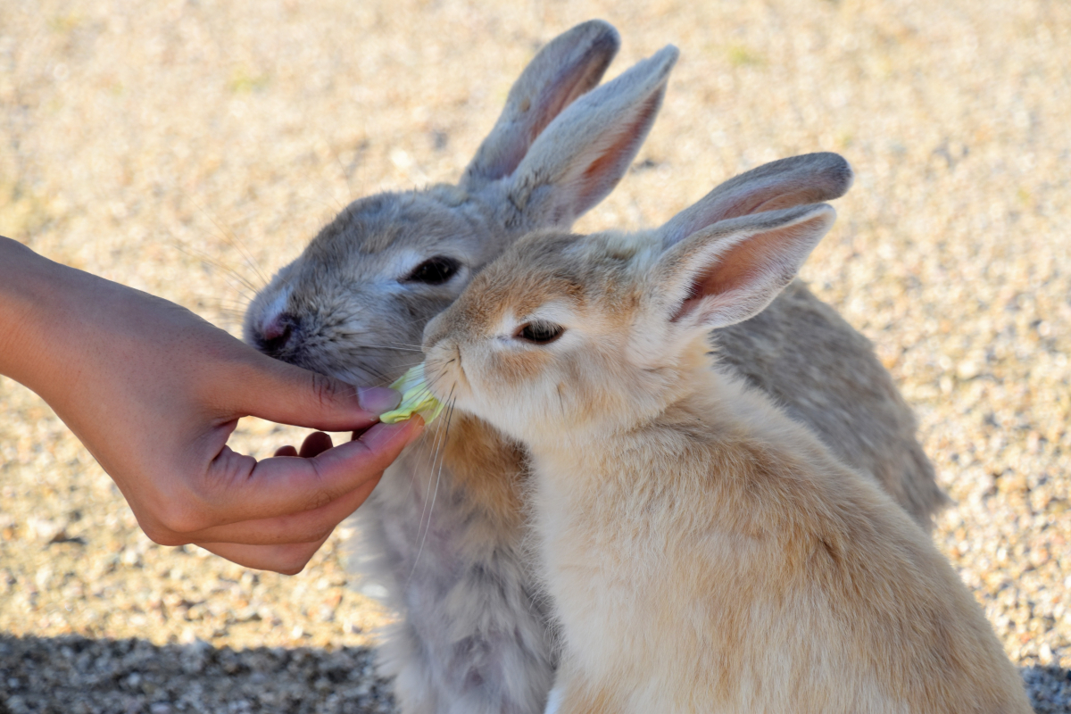 Where did the bunnies on Rabbit Island come from? Get Hiroshima
