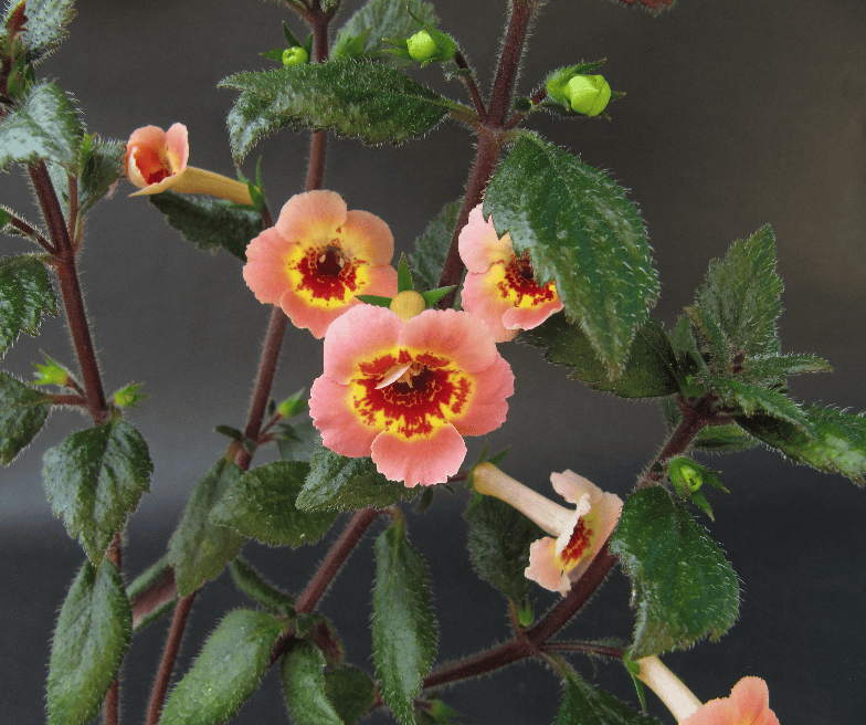 Zimmerpflanzen Garten & Terrasse Schiefteller Achimenes