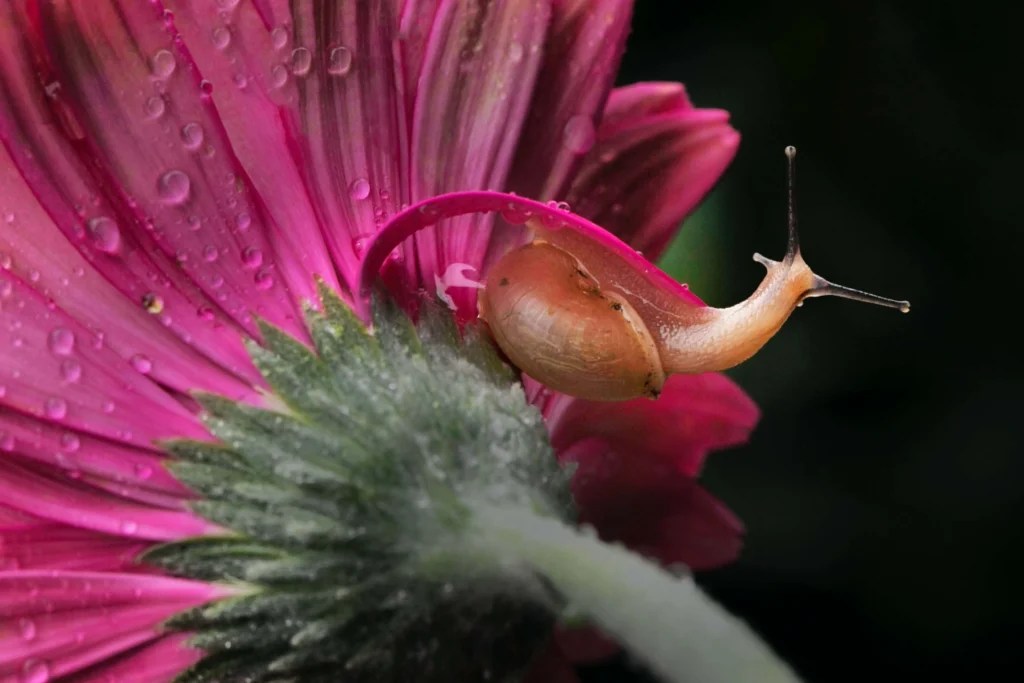 What Does Snail Mucin Do for Your Skin?