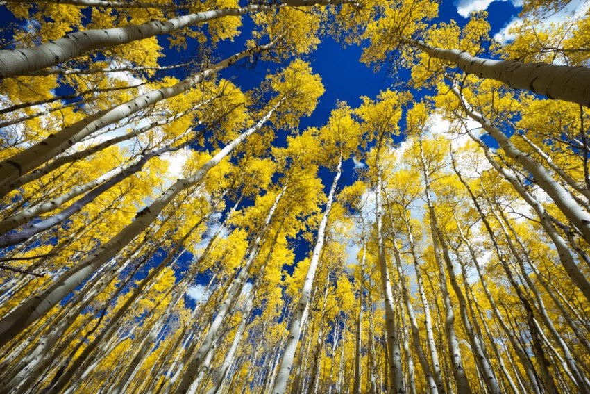 Best Places to See Fall Colors in Utah