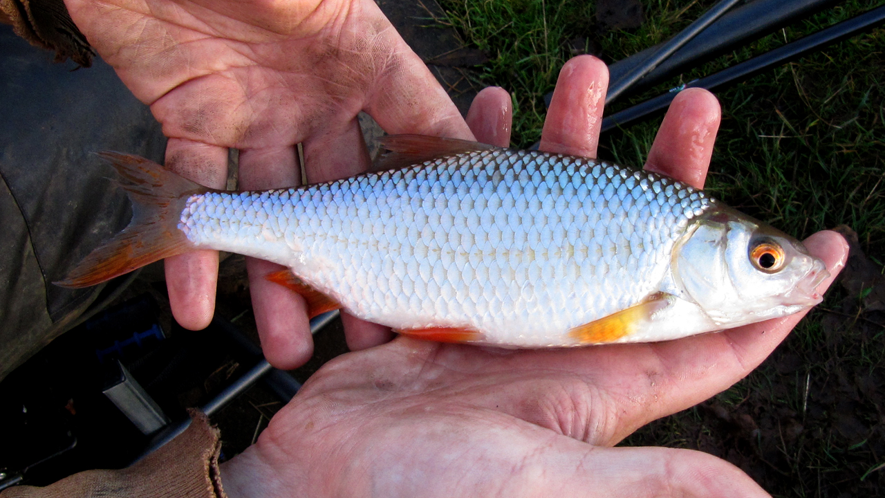 Appeal to Dig Deep for the Roach Restoration Project - Get Into Fishing