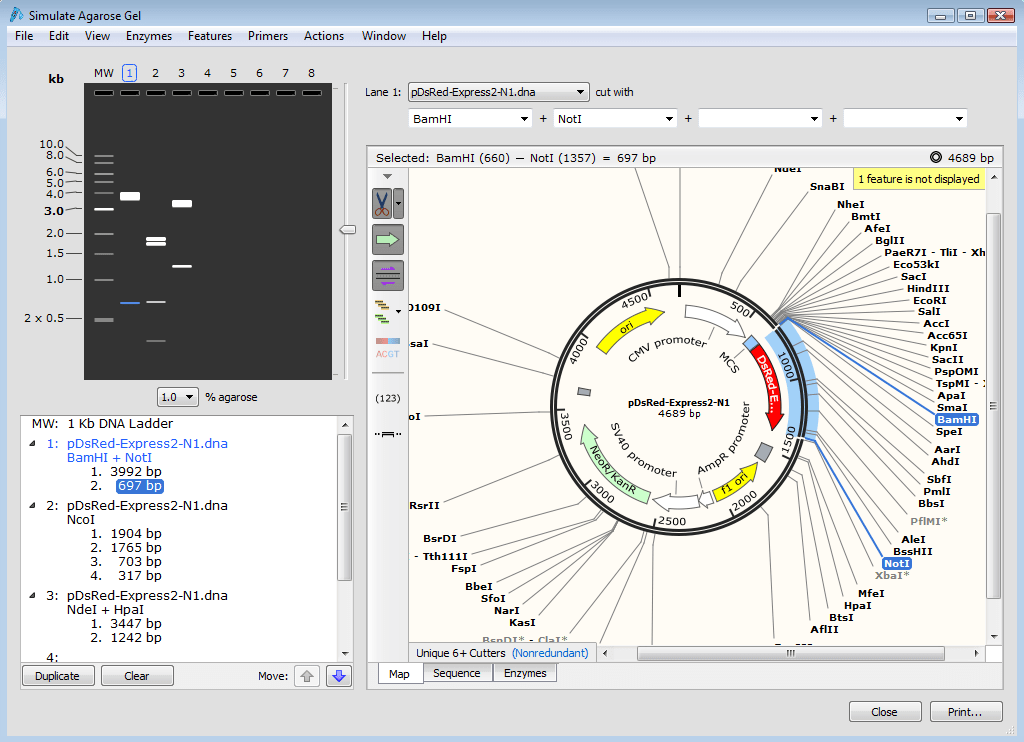 SnapGene Free Download