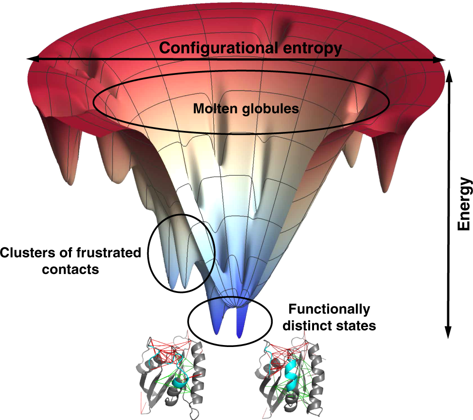 Understanding Protein Folding Various Hypothesis Get Lecture Notes