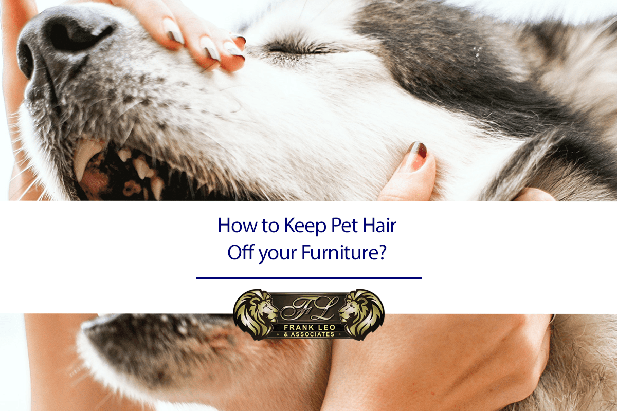 How to Keep Pet Hair Off your Furniture? Frank Leo & Associates
