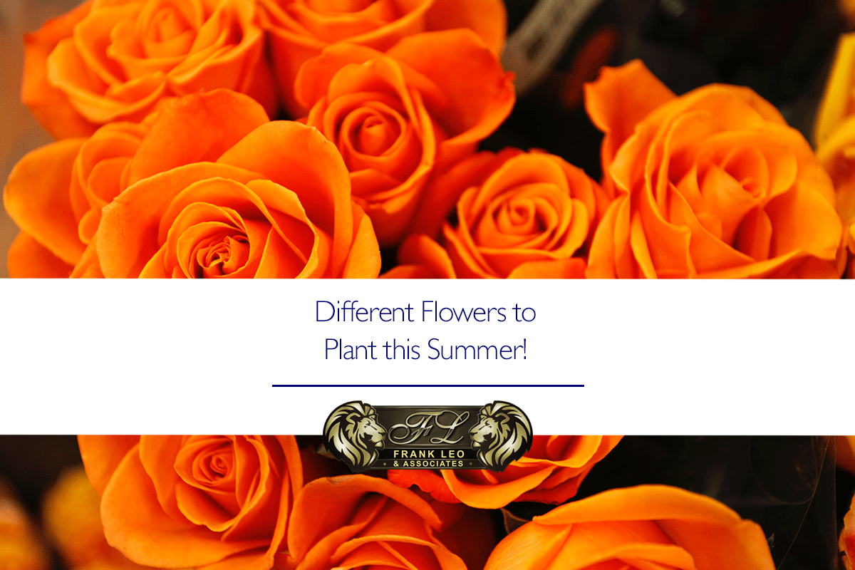 Different Flowers to Plant this Summer! Frank Leo & Associates