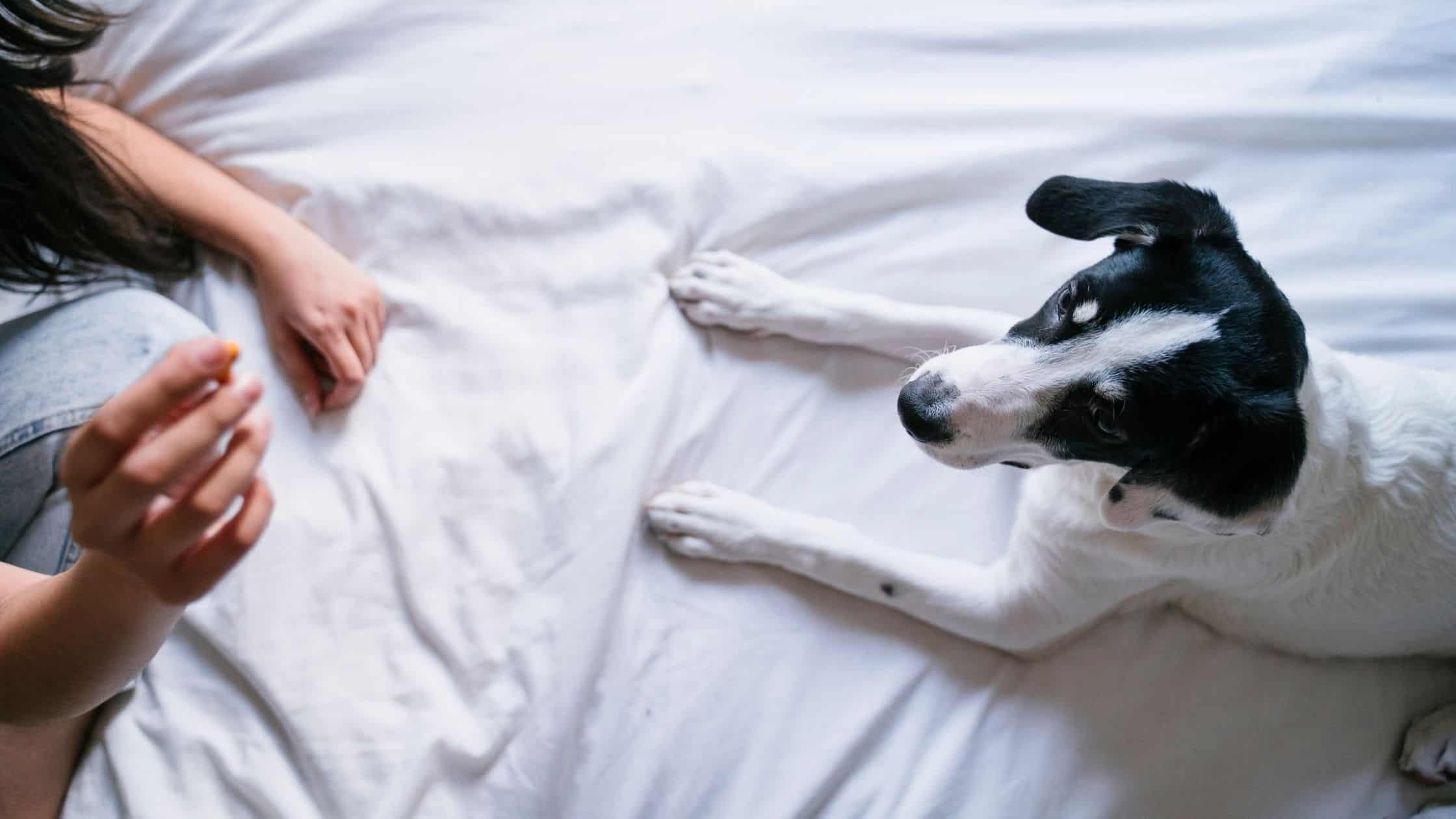 Finding The Best Dog Nutritional Supplements For Overall Health