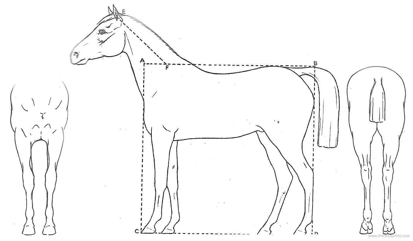 Horse blueprints free Outlines