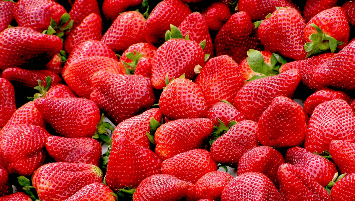 5 of The BEST Places to go Strawberry Picking in Brisbane