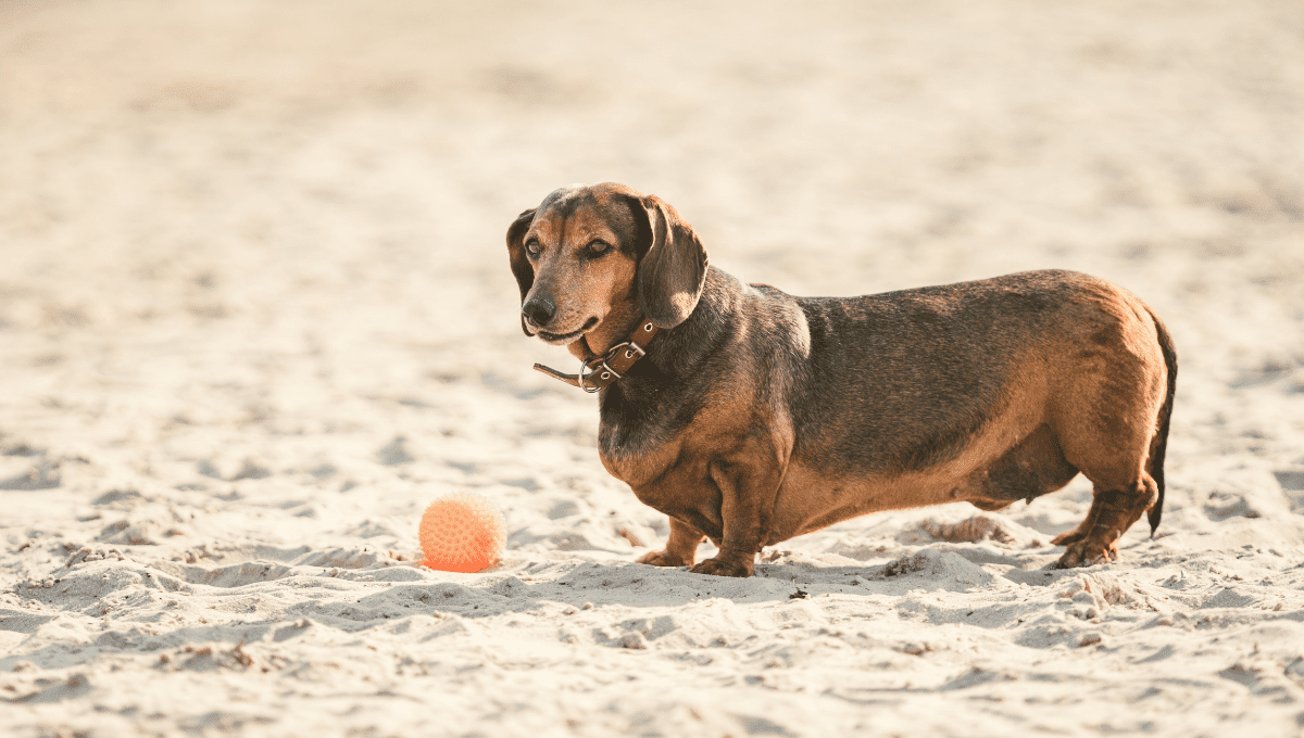 Dog Friendly Beaches and Swimming Holes in Adelaide