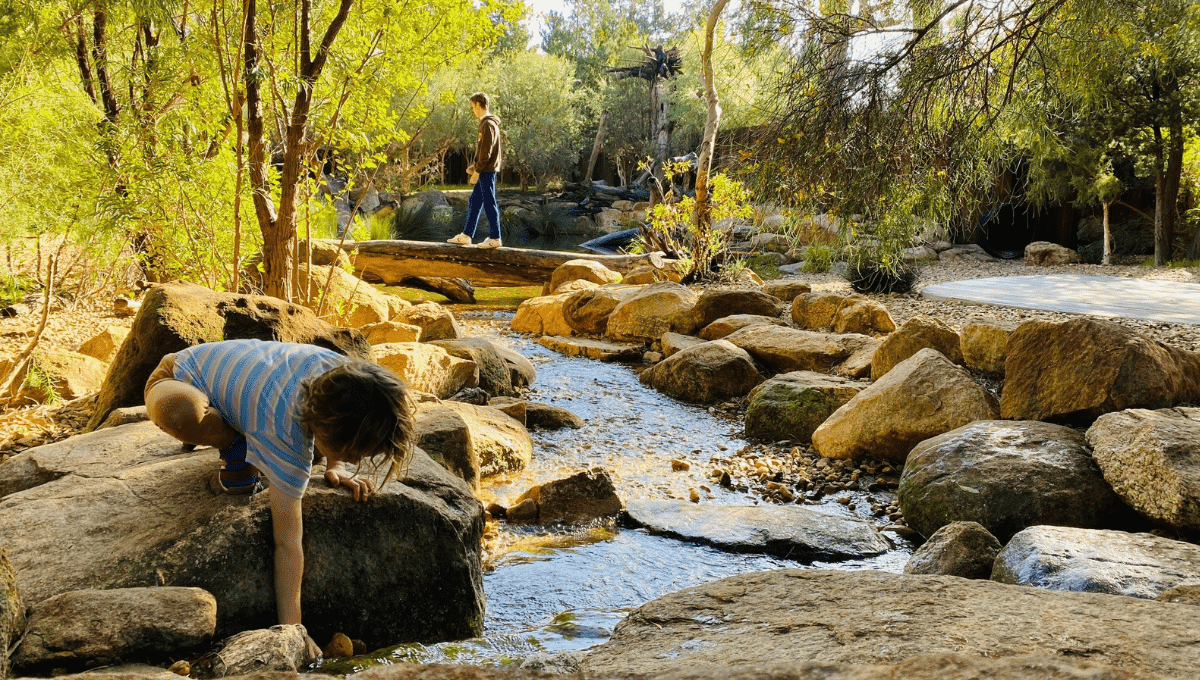 Kings Park Playgrounds and Attractions for Kids!