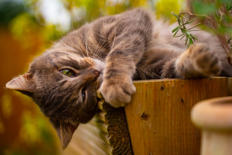 Is Catnip for Dogs Safe? Get Petbox