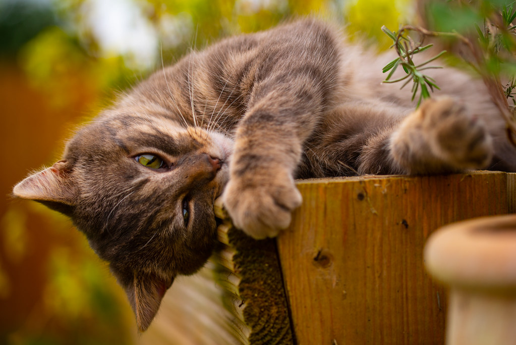 Is Catnip for Dogs Safe? Get Petbox