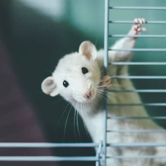 Everything you need to know about Fancy Rats Get Petbox