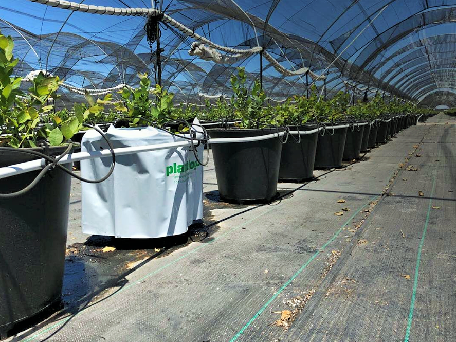 5 Essential Greenhouse Growing Tips Plantlogic