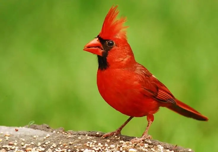 How to Use Cardinal and Ordinal Numbers Proofed