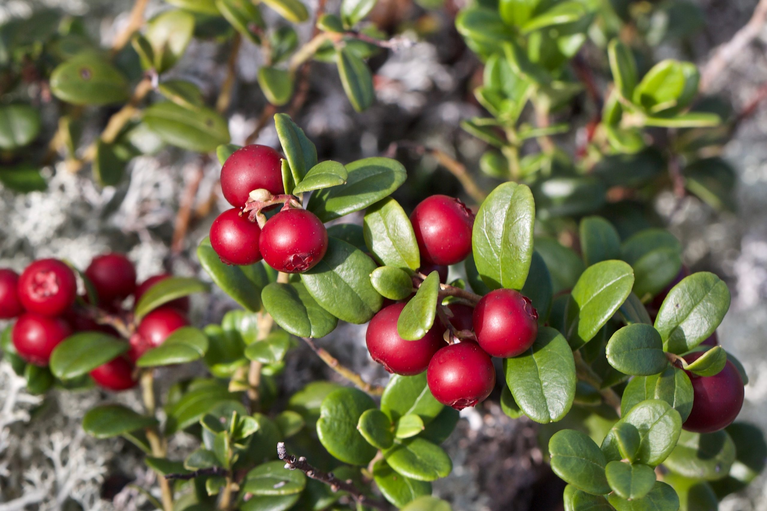 Creating A MultiSeason Groundcover with Bearberry Shrub