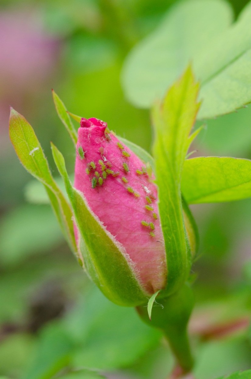 You can often get rid of aphids by wiping or spraying the leaves of the plant with a mild solution of water and a few drops of dish soap. Soapy water should be reapplied every 2-3 days for 2 weeks.